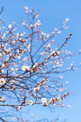 咲き始めの梅の花 鳥取県 樗谿公園