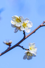咲き始めの梅の花 鳥取県 樗谿公園