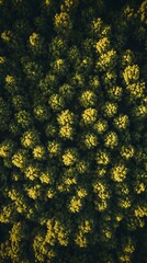 Aerial view displays sunlight hitting the autumnal forest canopy with vibrant yellow and green foliage