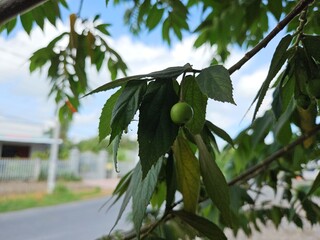 Close-up view of a green Muntingia calabura fruit hanging on a branch surrounded by vibrant green leaves, with sunlight filtering through the foliage.