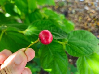 A hand holds a single, small, ripe Muntingia Calabura fruit attached to its stem, with a blurred background of leaves and branches.