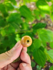 A hand holds a single, small, ripe Muntingia Calabura fruit attached to its stem, with a blurred background of leaves and branches.