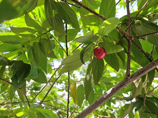Close-up view of a ripe Muntingia calabura fruit hanging on a branch surrounded by vibrant green leaves, with sunlight filtering through the foliage.