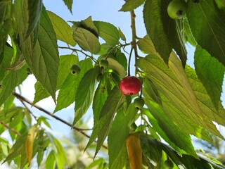 Close-up view of a ripe Muntingia calabura fruit hanging on a branch surrounded by vibrant green leaves, with sunlight filtering through the foliage.