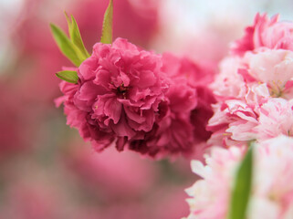 4月に咲いた桃色の桃の花「源平（ゲンペイ）」