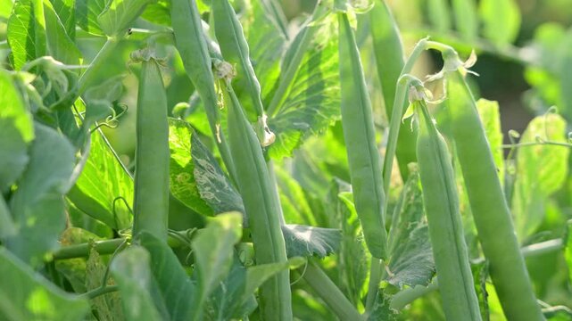 green pea pods on a pea plants in a garden. Growing peas outdoors