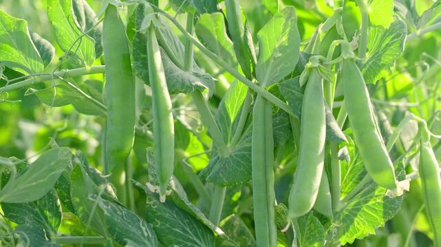 green pea pods on a pea plants in a garden. Growing peas outdoors