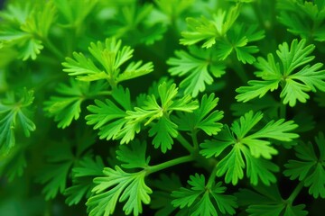 Close-up of parsley sprigs forming a unique pattern, green, design element, image