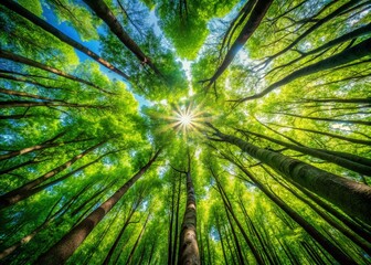 Italian Summer: Looking Up at Lush Green Treetops