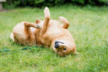 Playful Shiba Inu Rolling on Grass..