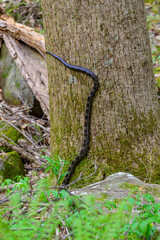 A Gray Rat Snake on a Tree at Cloudland Canyon State Park, near Rising Fawn, Georgia.