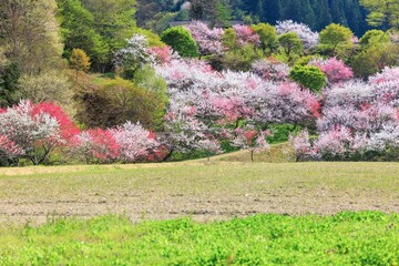 花桃の里 - 満開の花桃【長野県】　