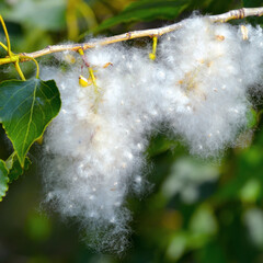 A detailed close-up of fluffy white poplar cotton clinging to a green branch with leaves on a june day