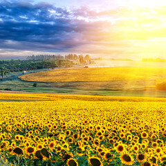 Sunflower harvest at sunset near the Sea of Azov in Ukraine