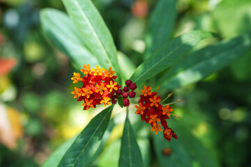 Close-up photo of a red Blood flower (Scarlet milkweed, Asclepias curassavica) in bloom