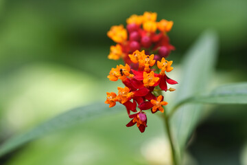 Close-up photo of a red Blood flower (Scarlet milkweed, Asclepias curassavica) in bloom