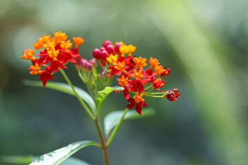 Close-up photo of a red Blood flower (Scarlet milkweed, Asclepias curassavica) in bloom