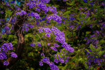 Jacaranda