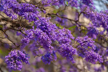 Jacarandas 