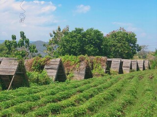 A series of wooden A-frame huts aligned along rows of lush green crops in a rural farm setting. The...