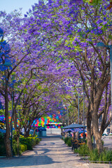 Calle en primavera 