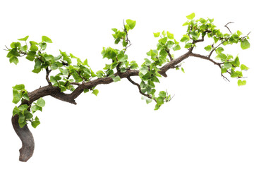 Twisted tree, tree, branch, green, forest, single, 