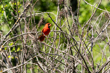 Cardinal bird