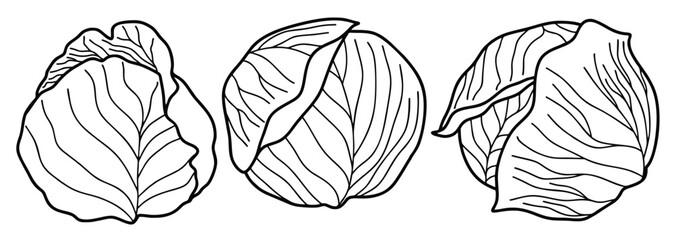 Doodle set of cute Hand drawn outline cabbage vector.