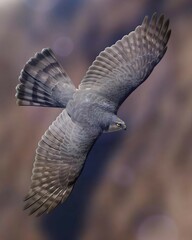 an eagle flying in the wild with a blurred mountain background