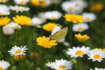 Close-up of a cabbage white butterfly (Pieris rapae) resting on a daisy flower in spring