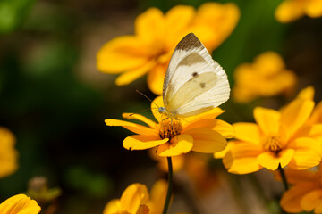 Close-up of a cabbage white butterfly (Pieris rapae) resting on a daisy flower in spring