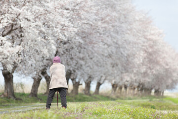 花見をする老人