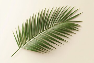 Fototapeta premium Isolated palm frond against a neutral background.