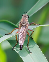 Dasypogoninae on a green leaf