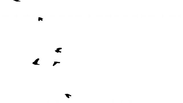 Black silhouette flock of birds flying on white background. Black and white for composite and presentation. Alpha matte isolated.