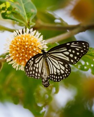 Blue glassy tiger butterfly in a bloom
