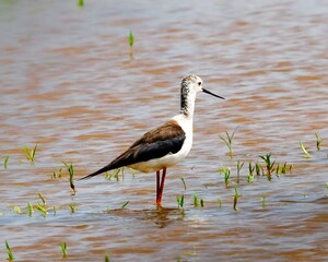 Black winged stilt walking on water