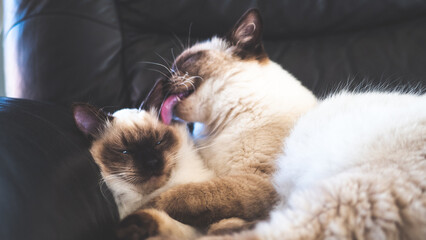 Ragdoll cat cute fluffy paw close up animal