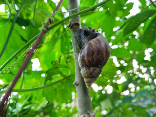 photo of snails on a cassava tree trunk