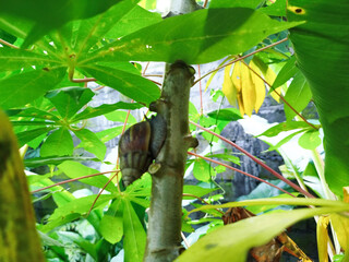 snails attached to cassava trees