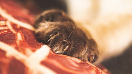 Ragdoll cat cute fluffy paw close up animal