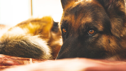 German shepherd dog face close up portrait adorable pet loyal