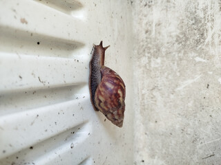 snails attached to objects with a white background