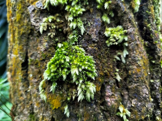 tree trunks in the mountains that are starting to become mossy