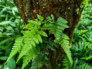 tree trunks in the mountains that are starting to become mossy