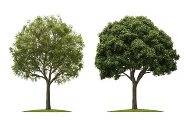 Obraz premium observe the forest, two trees in different colors of green foliage.