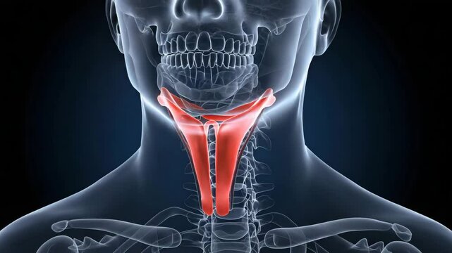 Human larynx anatomy illustration
