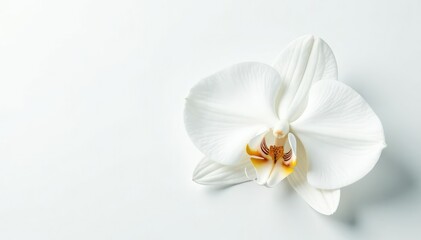 Delicate white orchid blossom on pure white backdrop, floral, soft, white