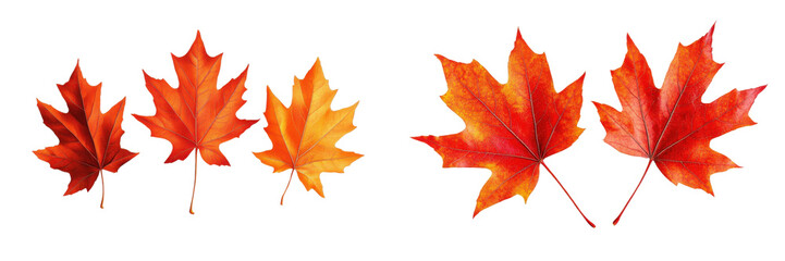Obraz premium autumn maple leaves on white background