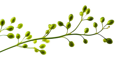 Obraz premium Delicate Green Plant Stem with Small Berries on a White Background